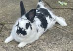 pet Rabbit