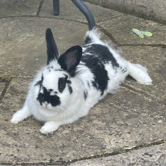 pet Rabbit