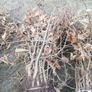 Hornbeam hedging Image 8