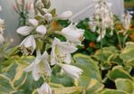Hosta Seeds and Hosta Plants