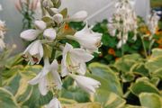 Hosta Seeds and Hosta Plants