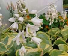 Hosta Seeds and Hosta Plants