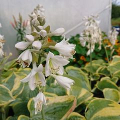 Hosta Seeds and Hosta Plants