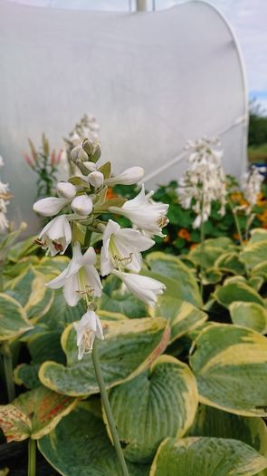 Hosta Seeds and Hosta Plants