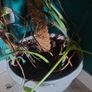 Large Monstera Plant Image 4