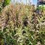 flamingo tree's Salix  willow Image 2
