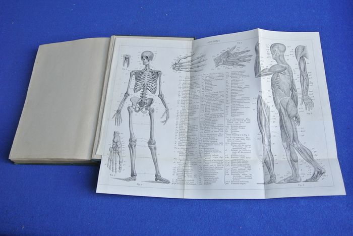 An Elementary Textbook Of Anatomy - By Henry Edward Clark (1936)