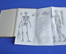 An Elementary Textbook Of Anatomy - By Henry Edward Clark (1936)