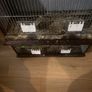 breeding cages Image 4
