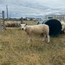 PBNR texel ram and ewe Image 5
