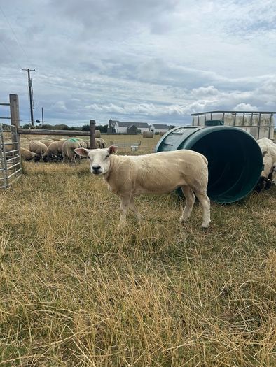 PBNR texel ram and ewe
