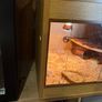 reptile tank , 2 year old , tortoise too big needs to upgrade ! Image 4