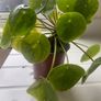 Money plant Image 2