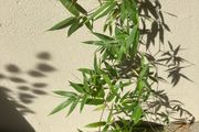 Black Bamboo