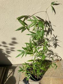 Black Bamboo