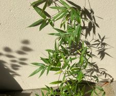 Black Bamboo