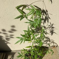 Black Bamboo