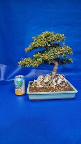 Chinese Elm Bonsai