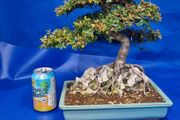 Chinese Elm Bonsai