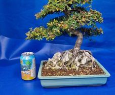 Chinese Elm Bonsai