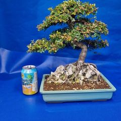 Chinese Elm Bonsai