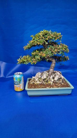 Chinese Elm Bonsai