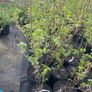 Blackcurrant Titania 7.5-10l pot available now Image 3