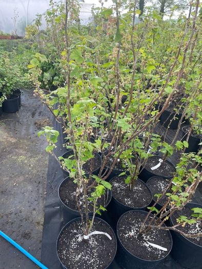 Blackcurrant Titania 7.5-10l pot available now
