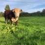 Hereford Bull Image 3