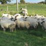 Hoggets Image 8