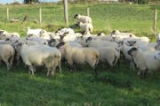 Hoggets