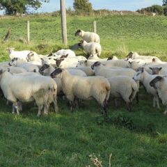 Hoggets
