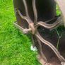 Victorian lawn roller Image 9
