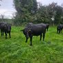 Aberdeen Angus bullocks Image 4