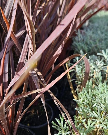 Shrubs and Garden Plants
