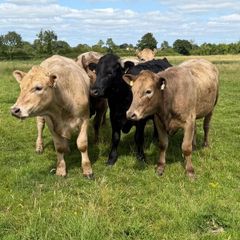 Full symbol organic Cattle