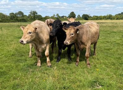 Full symbol organic Cattle