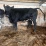 Angus 1st calf heifer Image 2