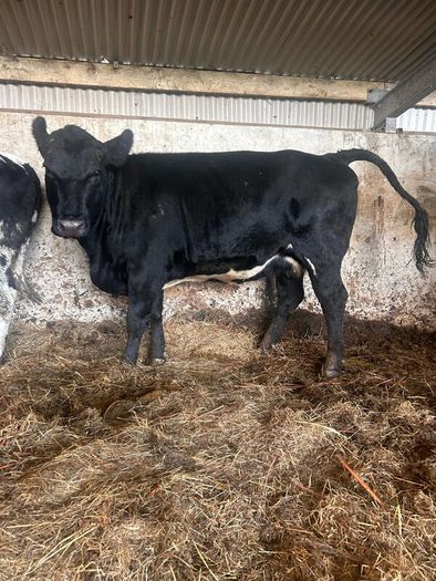 Angus 1st calf heifer