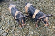 Pair Cast Iron Cow Figurines Rustic Big Size Farm Animal