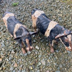 Pair Cast Iron Cow Figurines Rustic Big Size Farm Animal