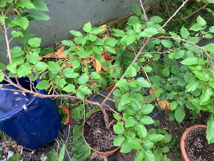 Dwarf Mulberry Tree