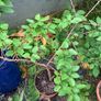 Dwarf Mulberry Tree Image 4