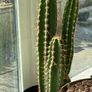 cactus Image 3