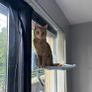 cat Image 5