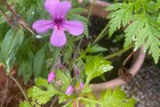 Geranium Maderense
