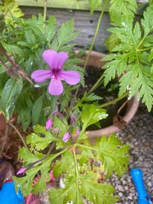 Geranium Maderense
