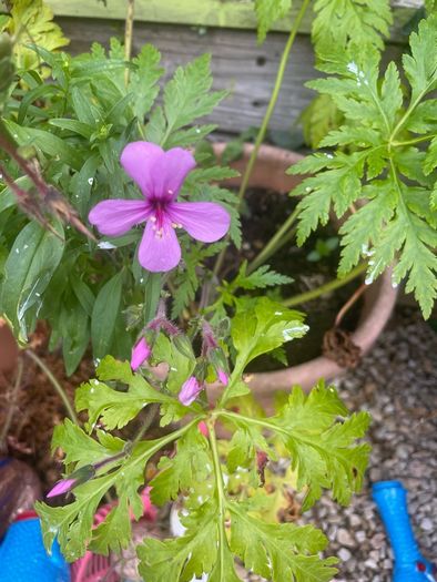 Geranium Maderense
