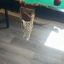 pool / snooker table 6ft x 3ft Image 5