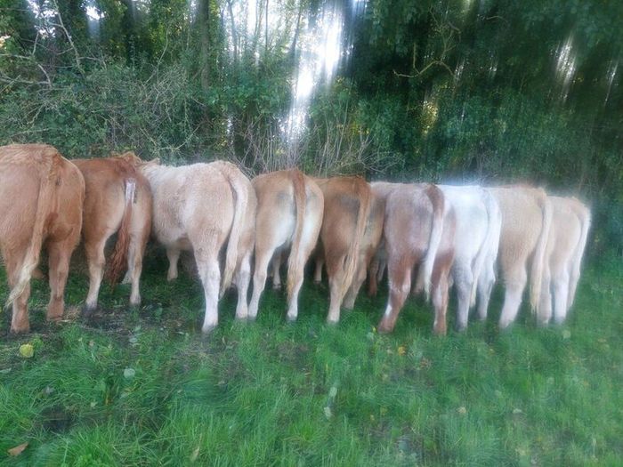 Livestock
